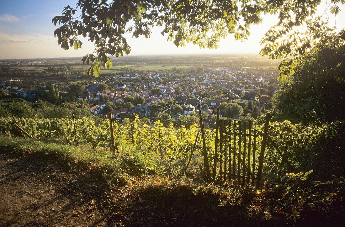 Weinbaugebiet Bensheim an der Hessischen Bergstrasse