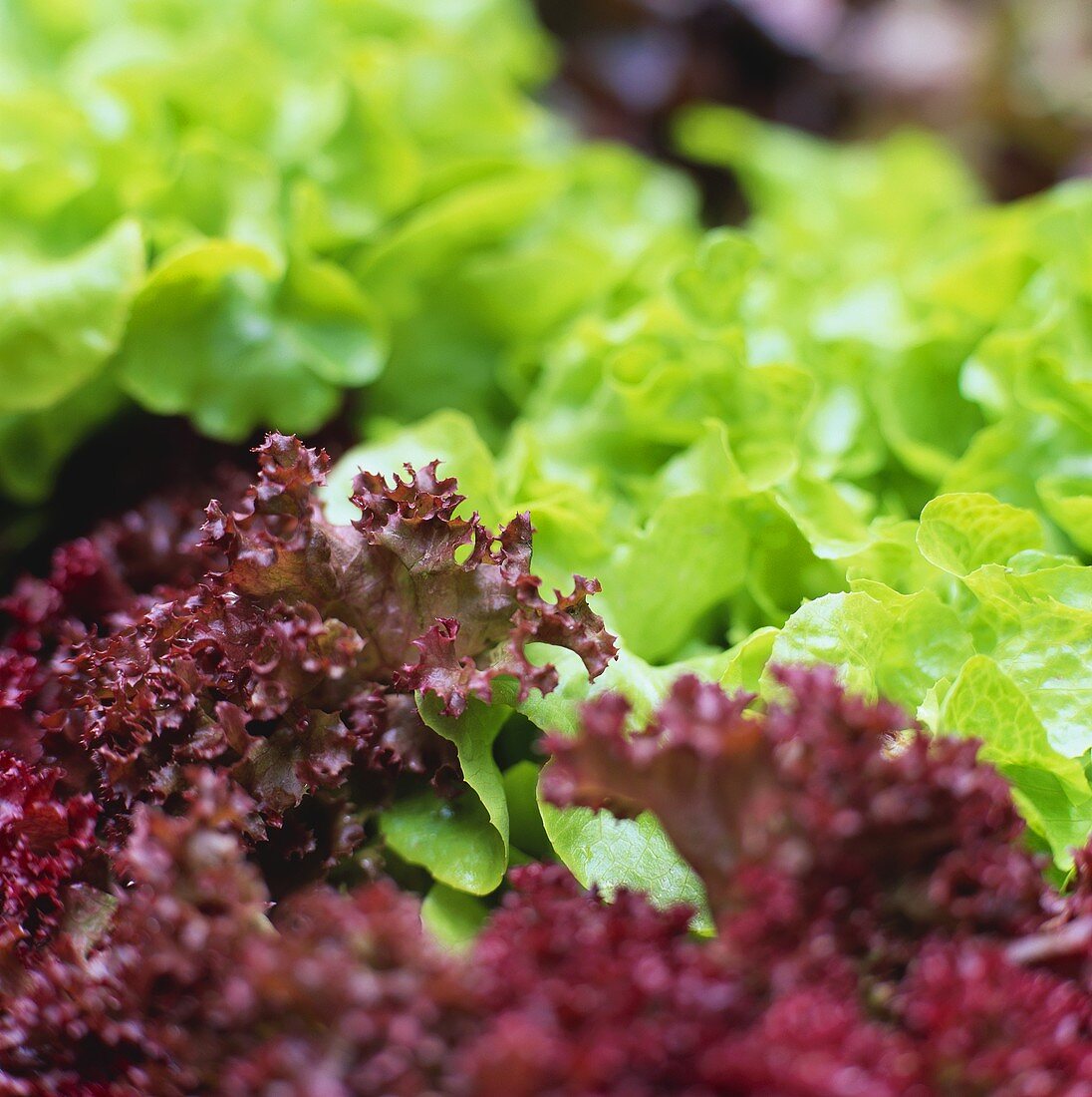 Lollo rosso and green oak leaf lettuce