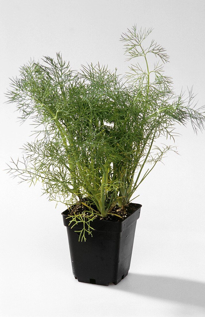 Dill in a pot
