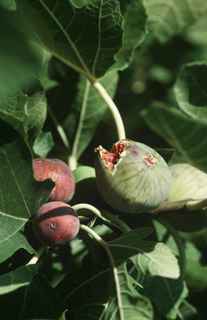 Figs on the tree