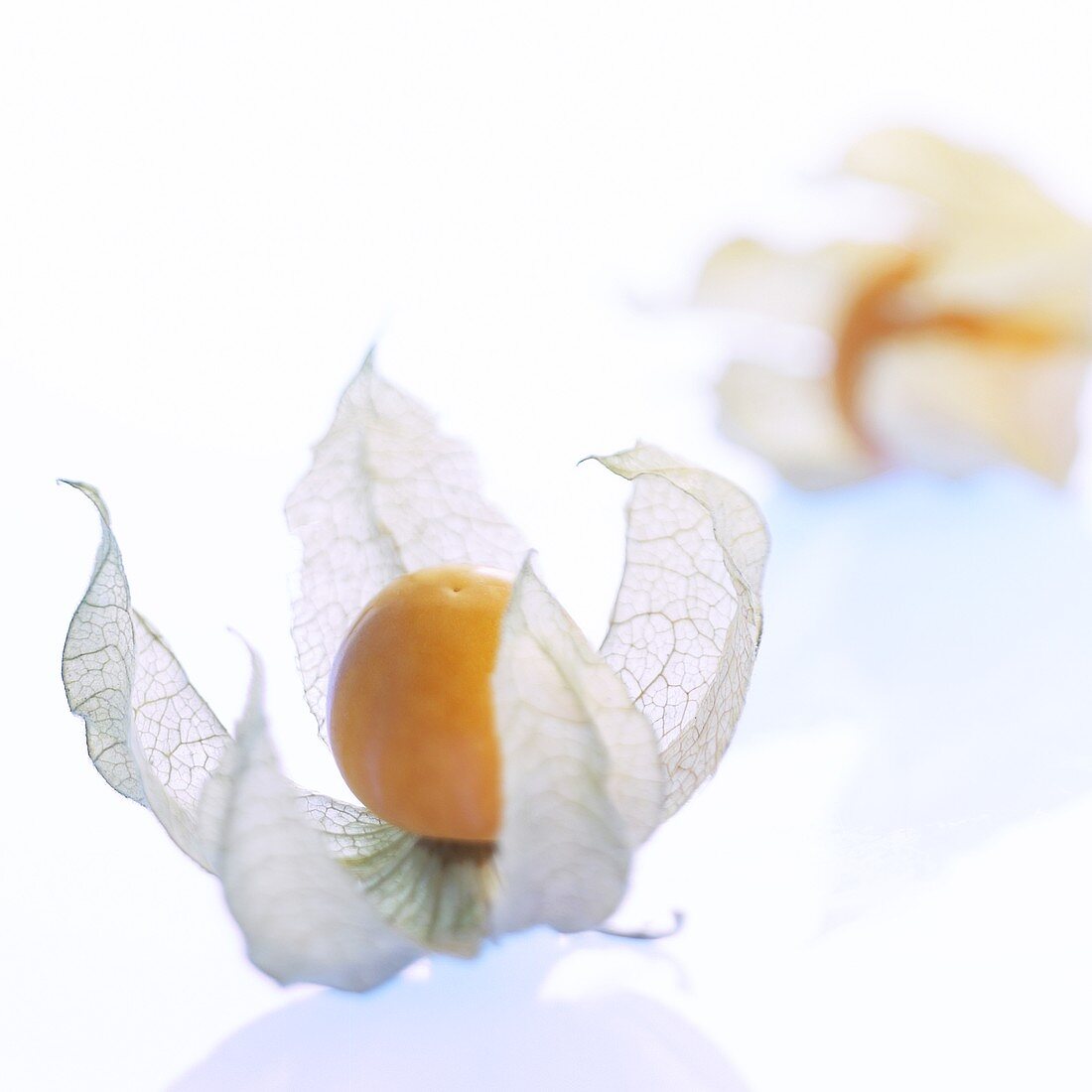 Eine Physalis