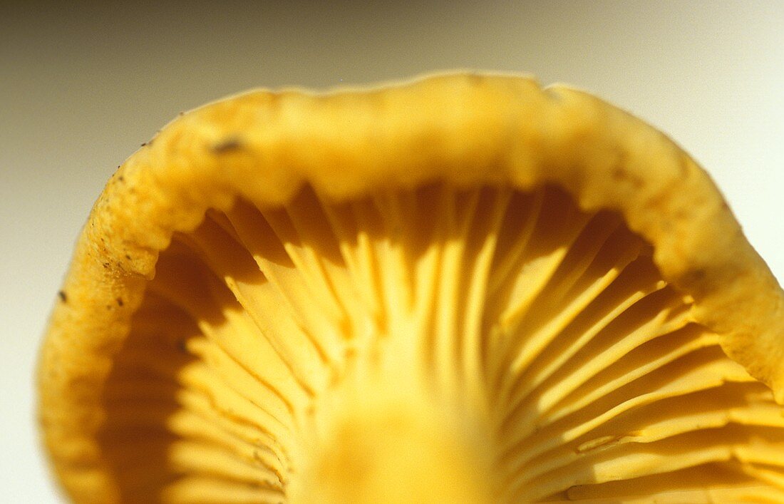 Chanterelle from below (view of the gills)