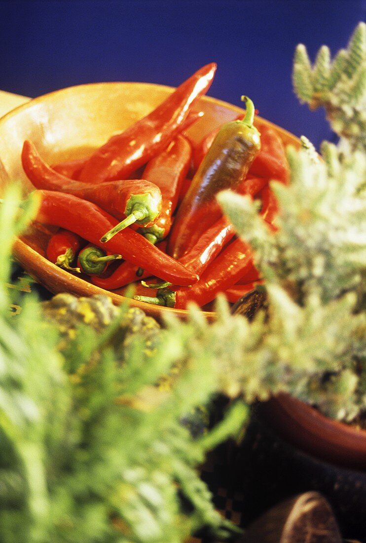 Still life with chili peppers and herbs