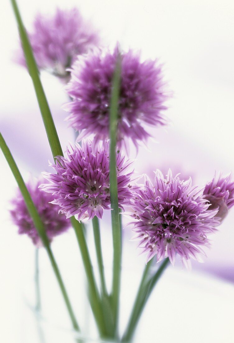 Chives with flowers