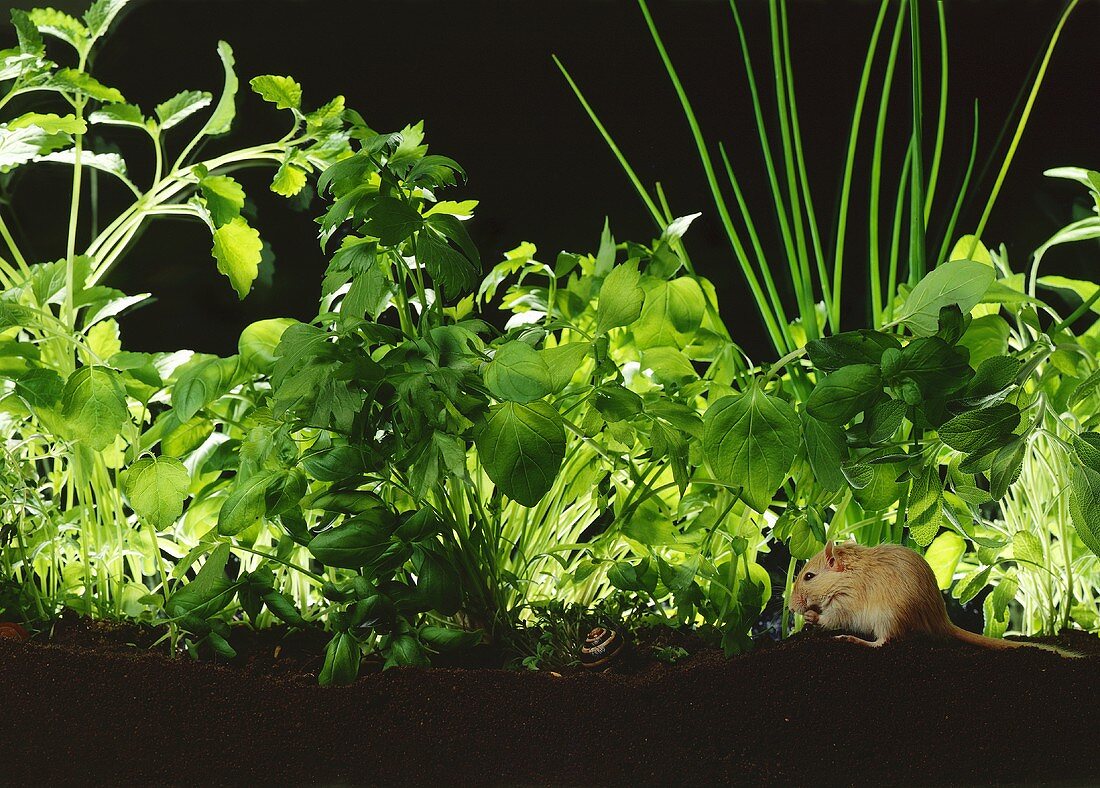 Herbs planted in soil with fieldmouse and snail