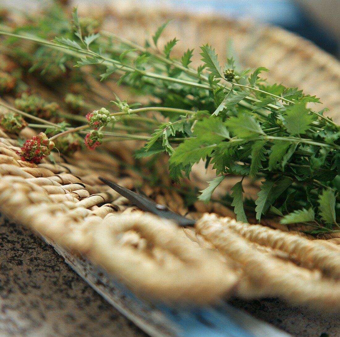 Salad burnet in a basket