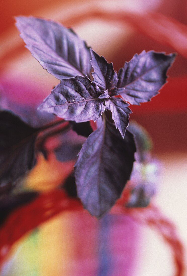 Purple basil plant (Ocimum basilicum purpurascens)