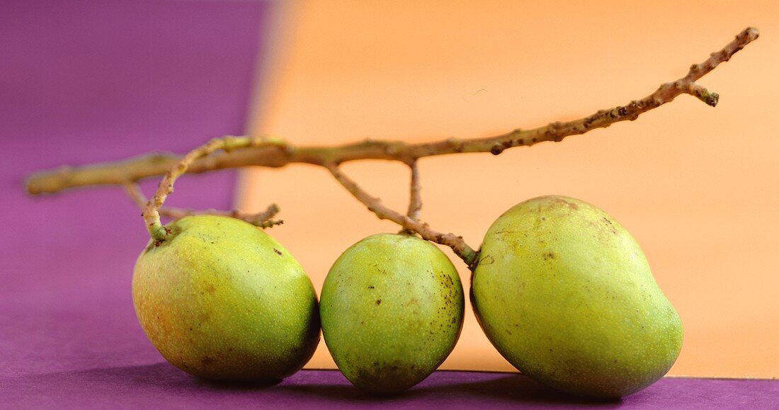 Three green mangos on a branch