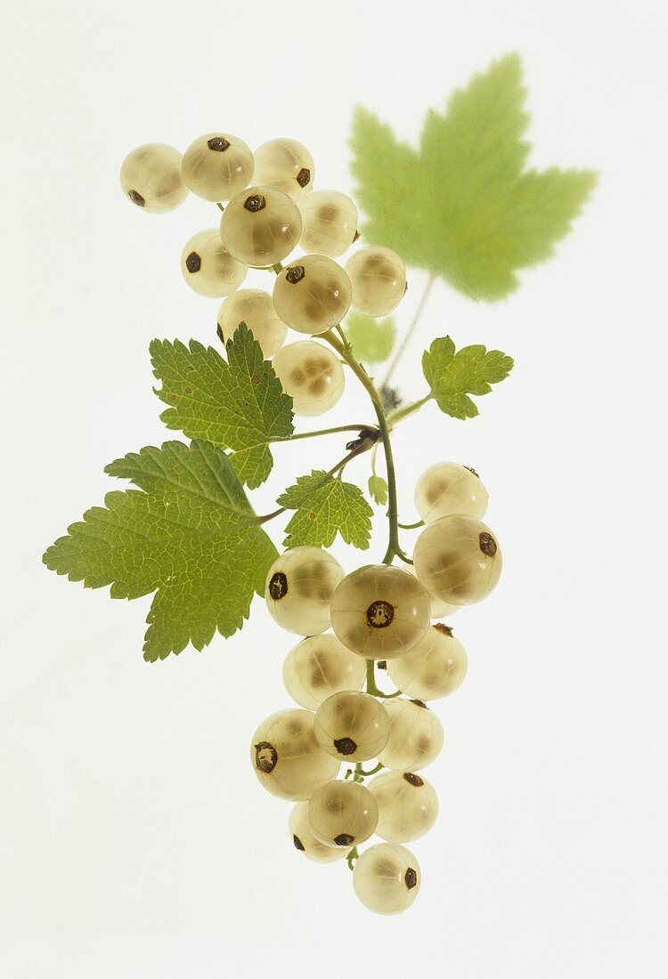 White currants