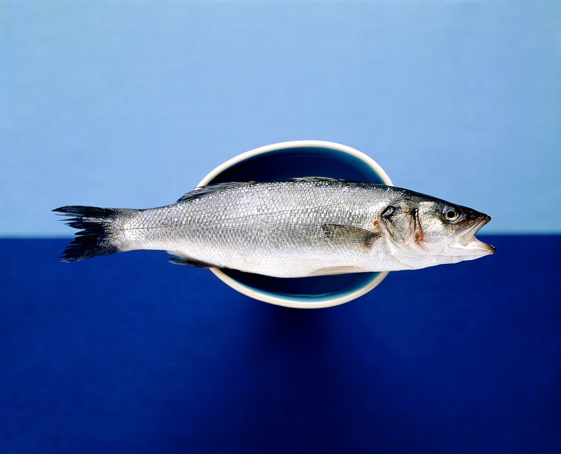 Sea bass in a bowl on blue background