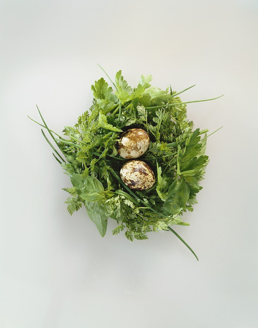 Spring herbs with two quail's eggs