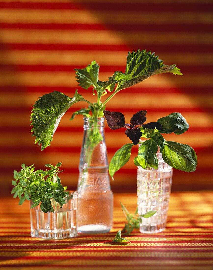 Various types of basil in glass vases