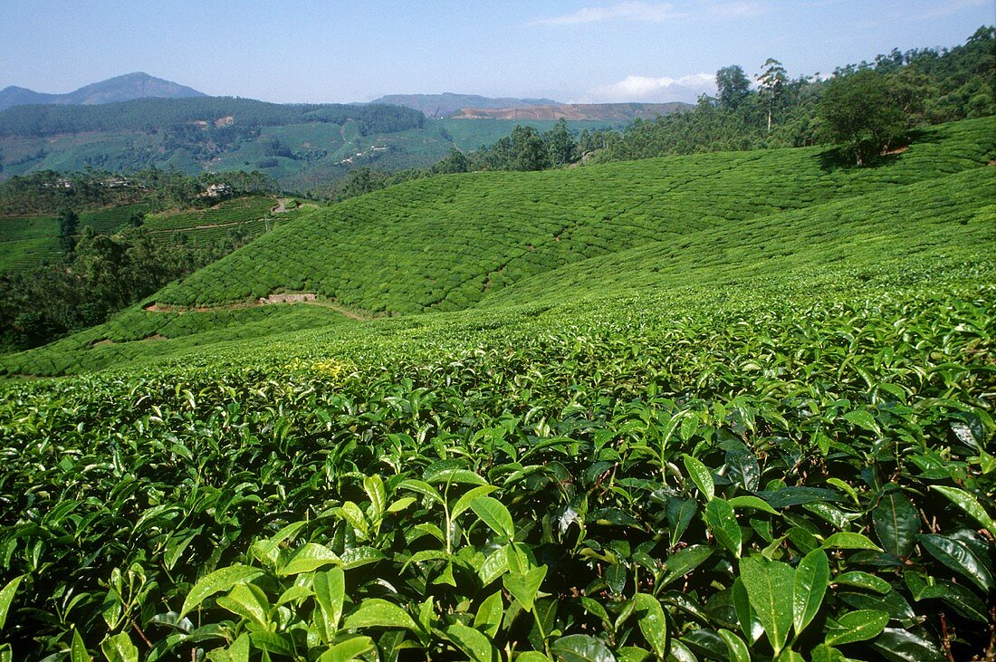 Teeplantage in Munnar, Kerala State (Indien)
