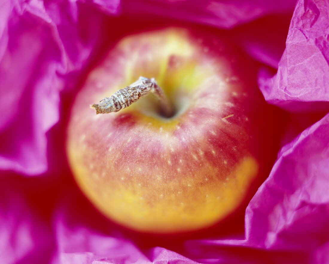 Apfel der Sorte Cox Orange in violettem Papier