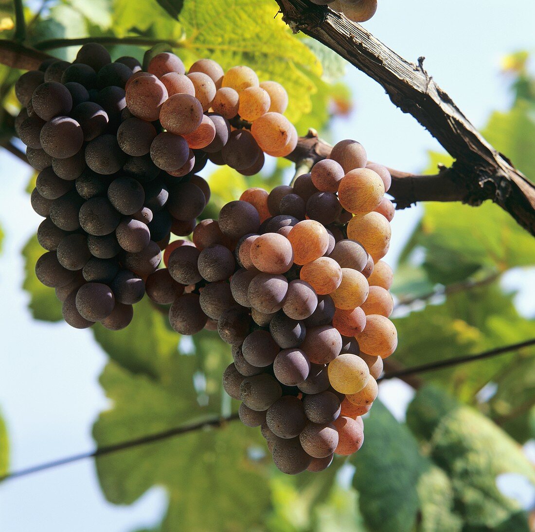 Gewürztraminer grapes on the vine, Tramin, S. Tyrol