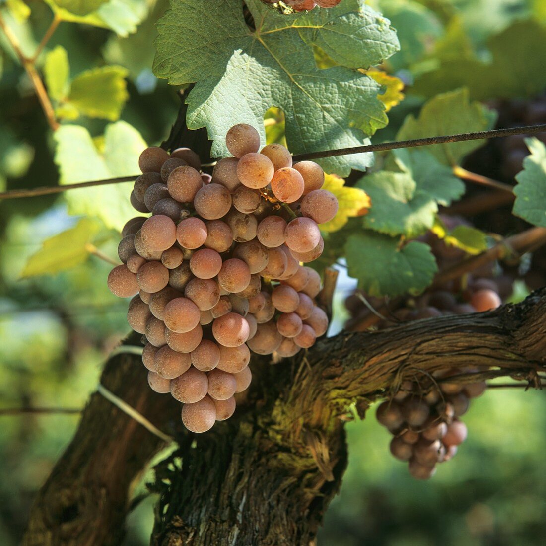 Gewürztraminer grapes on the vine, Tramin, S. Tyrol