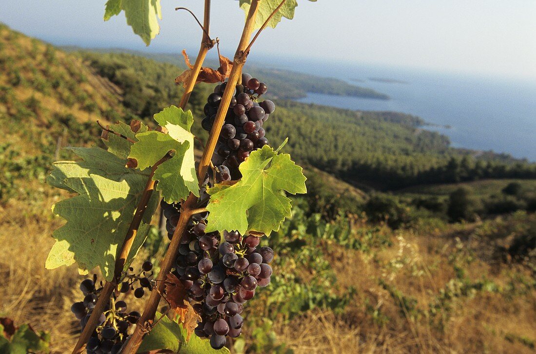 Red grapes on the vine, Porto Carras, Calkidiki