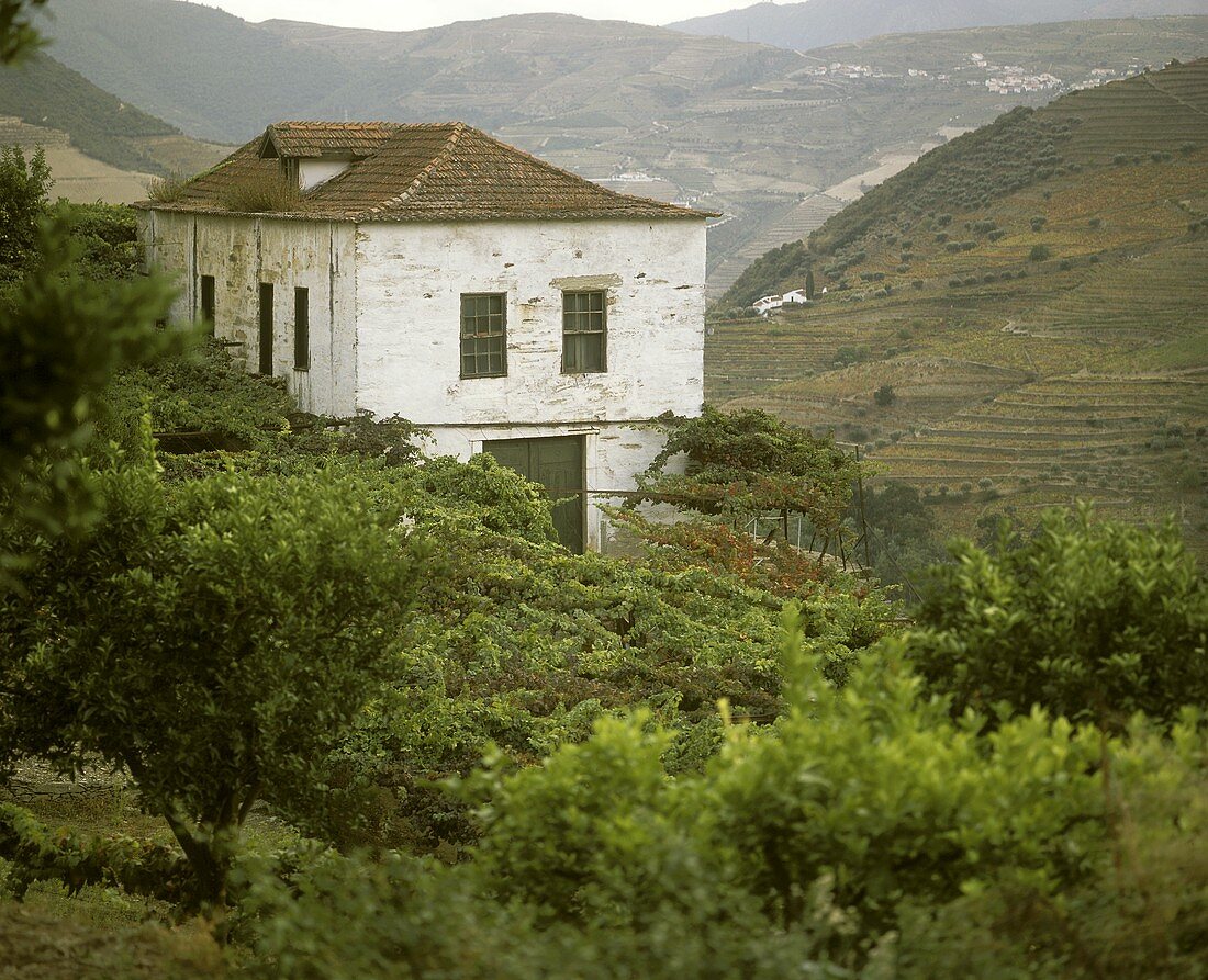 Weinberg und Haus von Taylors Fladgate und Yeatman, Portugal