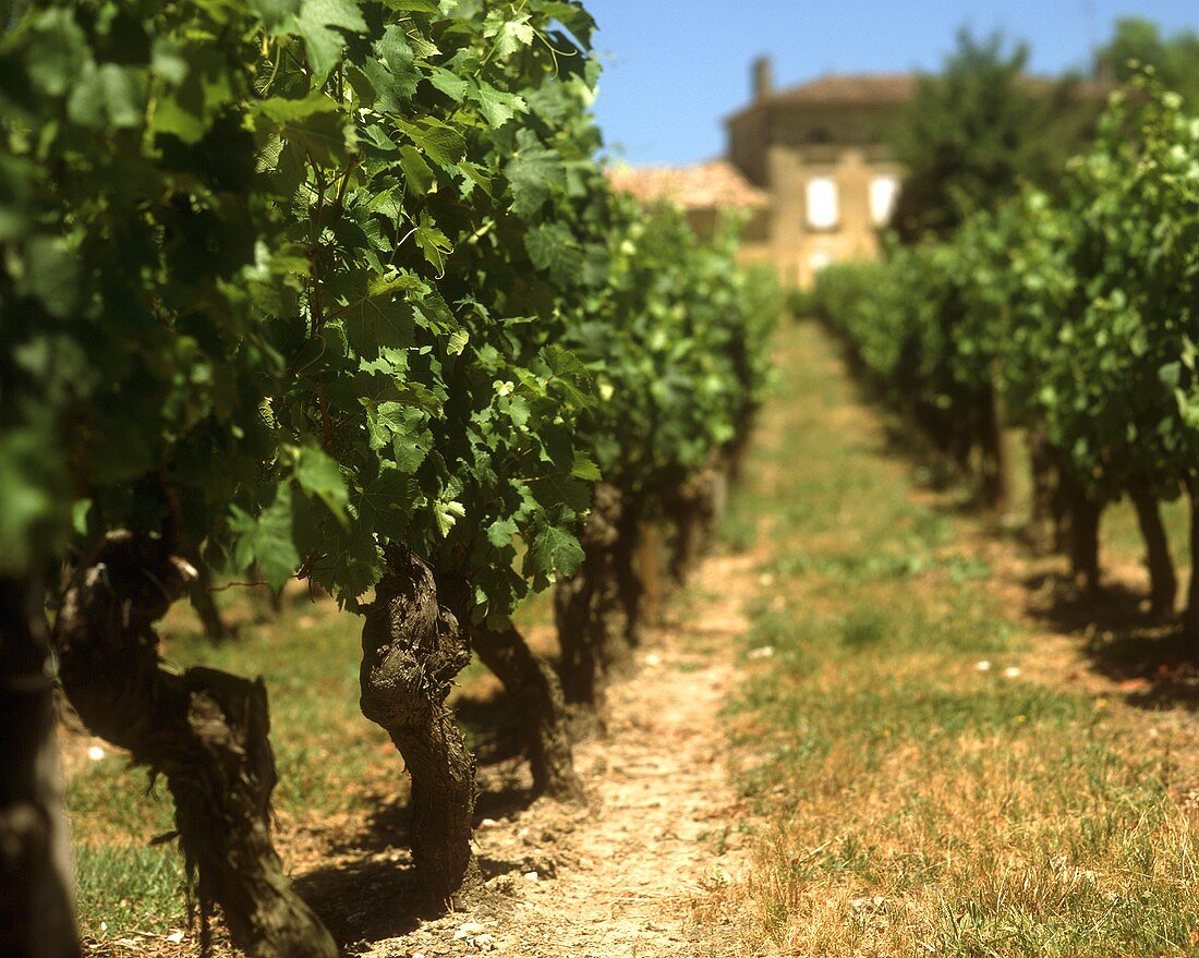 Weinberg bei St. Colombe, Bourg, Bordeaux, Frankreich