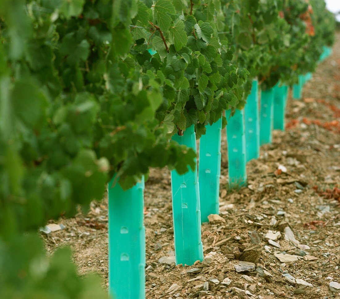 Young vines at Taylors Fladgate and Yeatman, Portugal