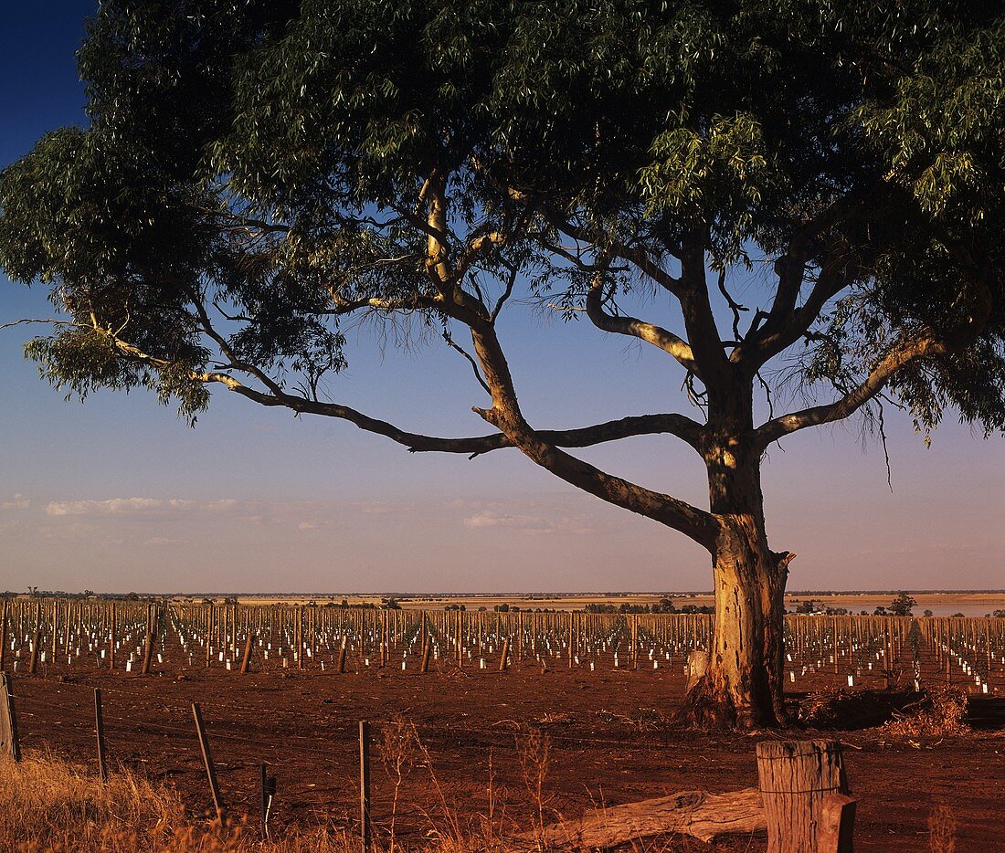 Neuer Chardonnay-Weinberg bei Heathcote, Victoria, Australien