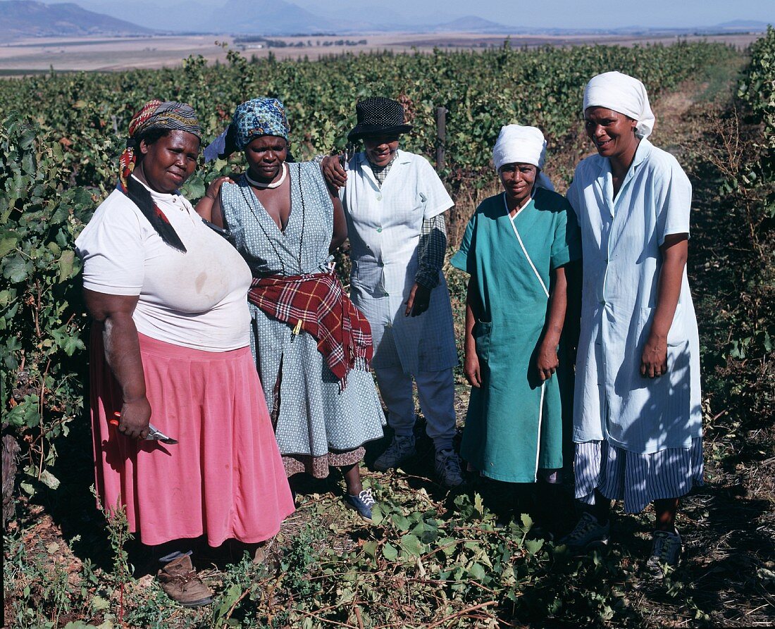 Erntehelfer im Weinberg von Sonop, Paarl, Südafrika