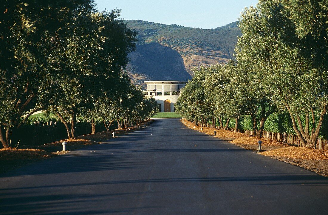 Allee führt zum Weingut Opus One, Napa Valley, Kalifornien