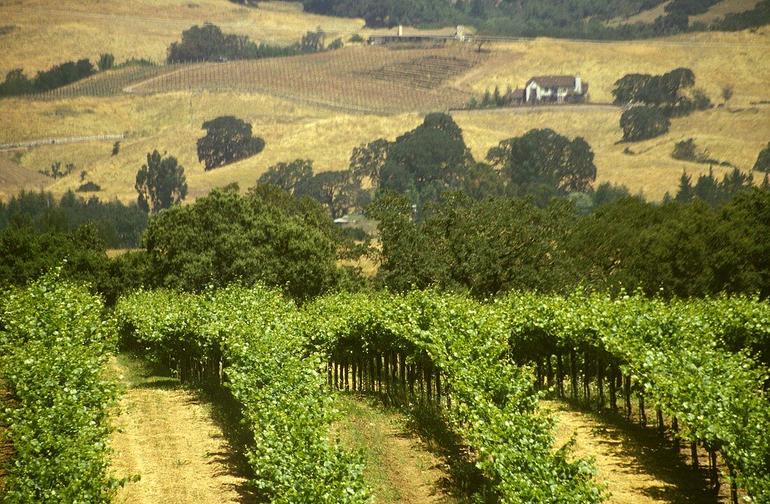 Vineyards and hilly landscape, Napa Valley, California