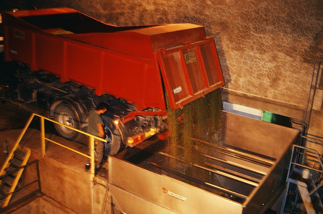Unloading grapes into the screw, Languedoc, France