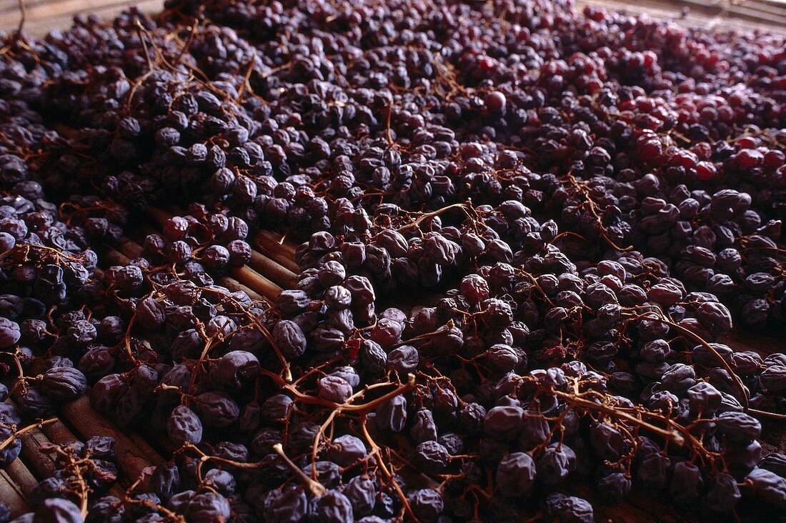 Getrocknete Trauben für Amarone-Wein, Valpolicella, Italien
