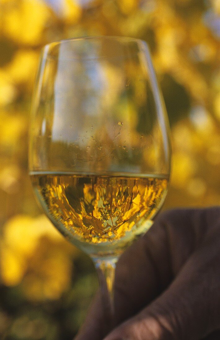 A glass of Gewürztraminer, Zind-Humbrecht Winery, Alsace