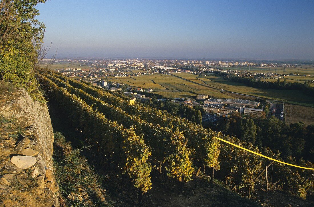 Vineyards near Turckheim, with a view of Colmar, Alsace 