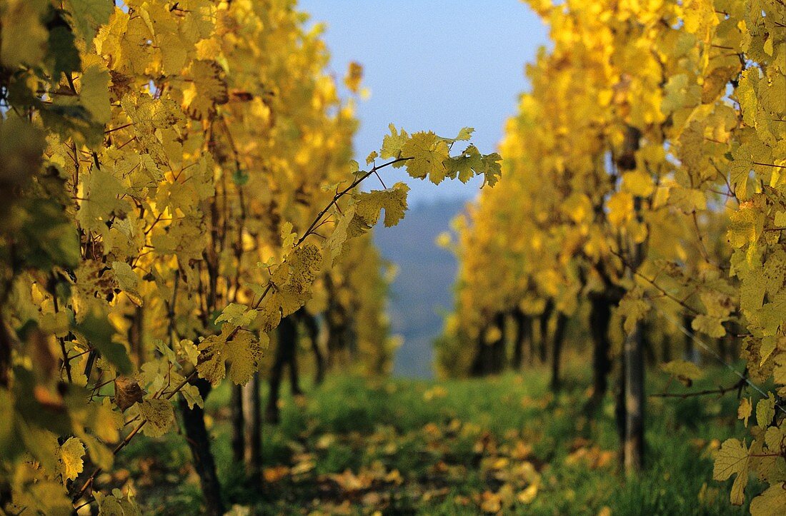 Riesling growing on Brand vineyard, Turckheim, Alsace