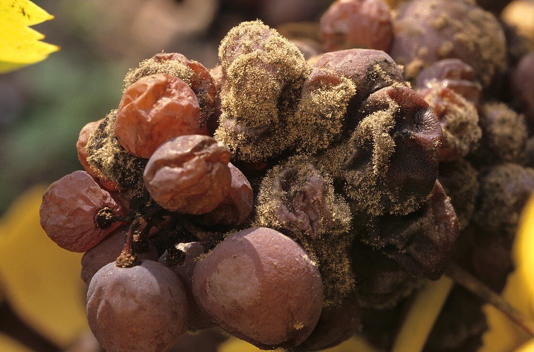 Noble rot (Botrytis) attacking Gewürztraminer grapes, Alsace
