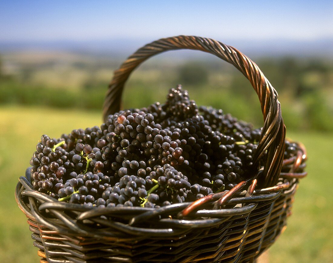 Cabernet Sauvignon grapes in basket, Coldstream, Victoria