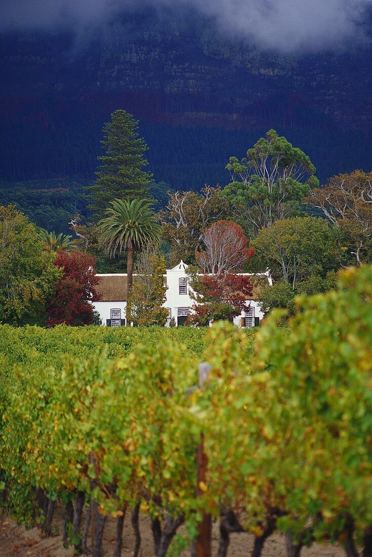 Das bekannte Weingut Buitenverwachting, Constantia, Südafrika