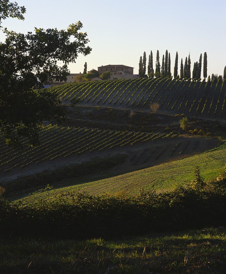 Weingut Avignonesi , davor Weinberge und Zypressen, Chianti