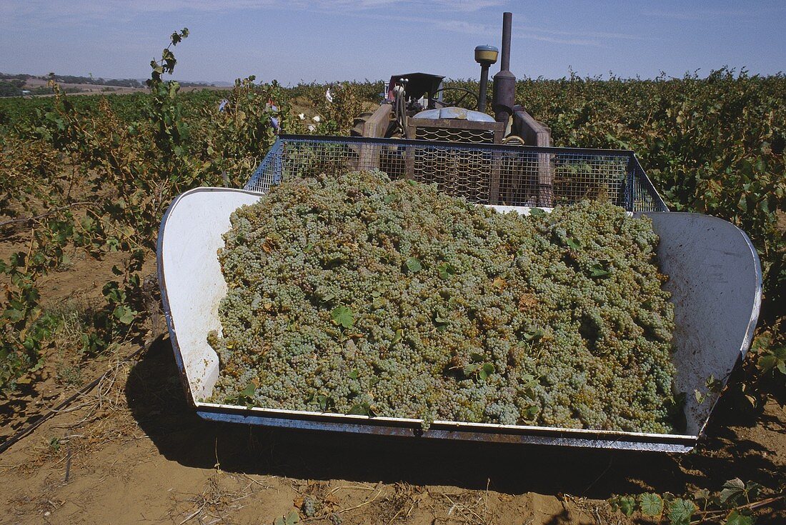 Riesling grapes in trailer, Barossa, S. Australia