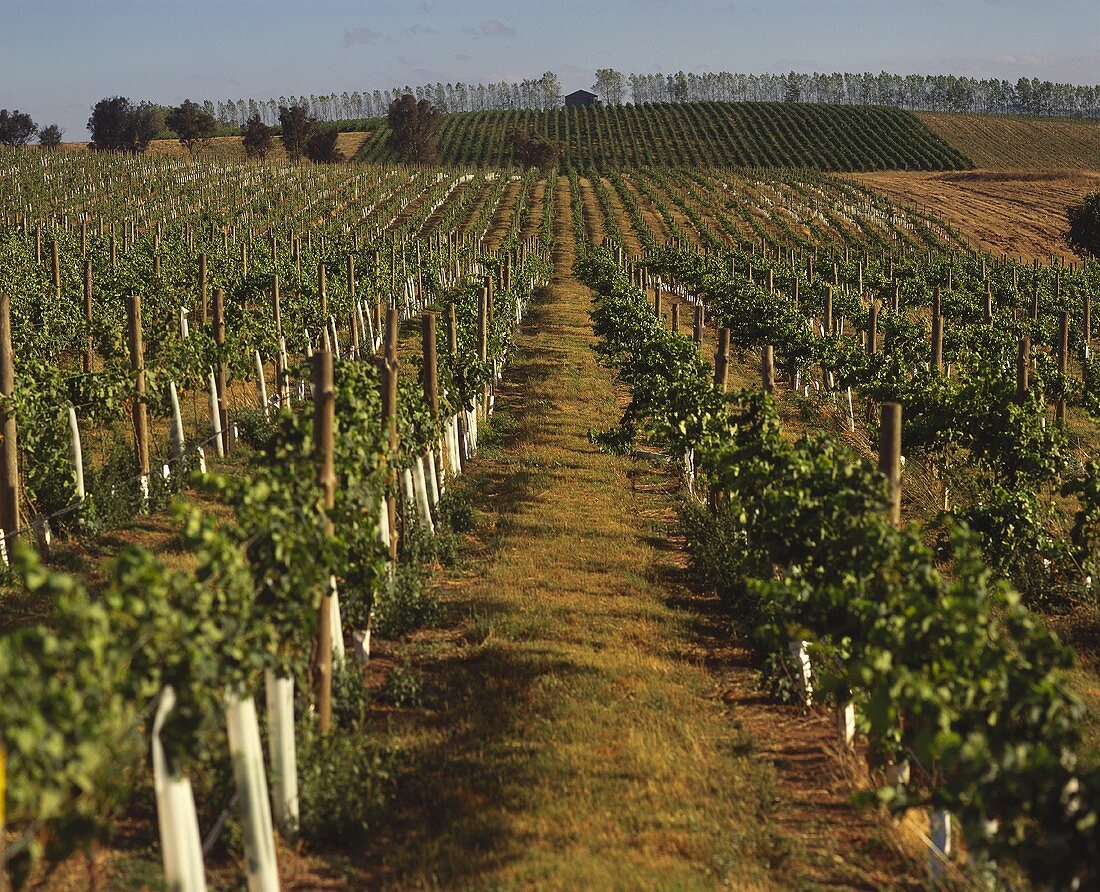 The Rosemount-Orange vineyards, Rosemount Winery, Australia