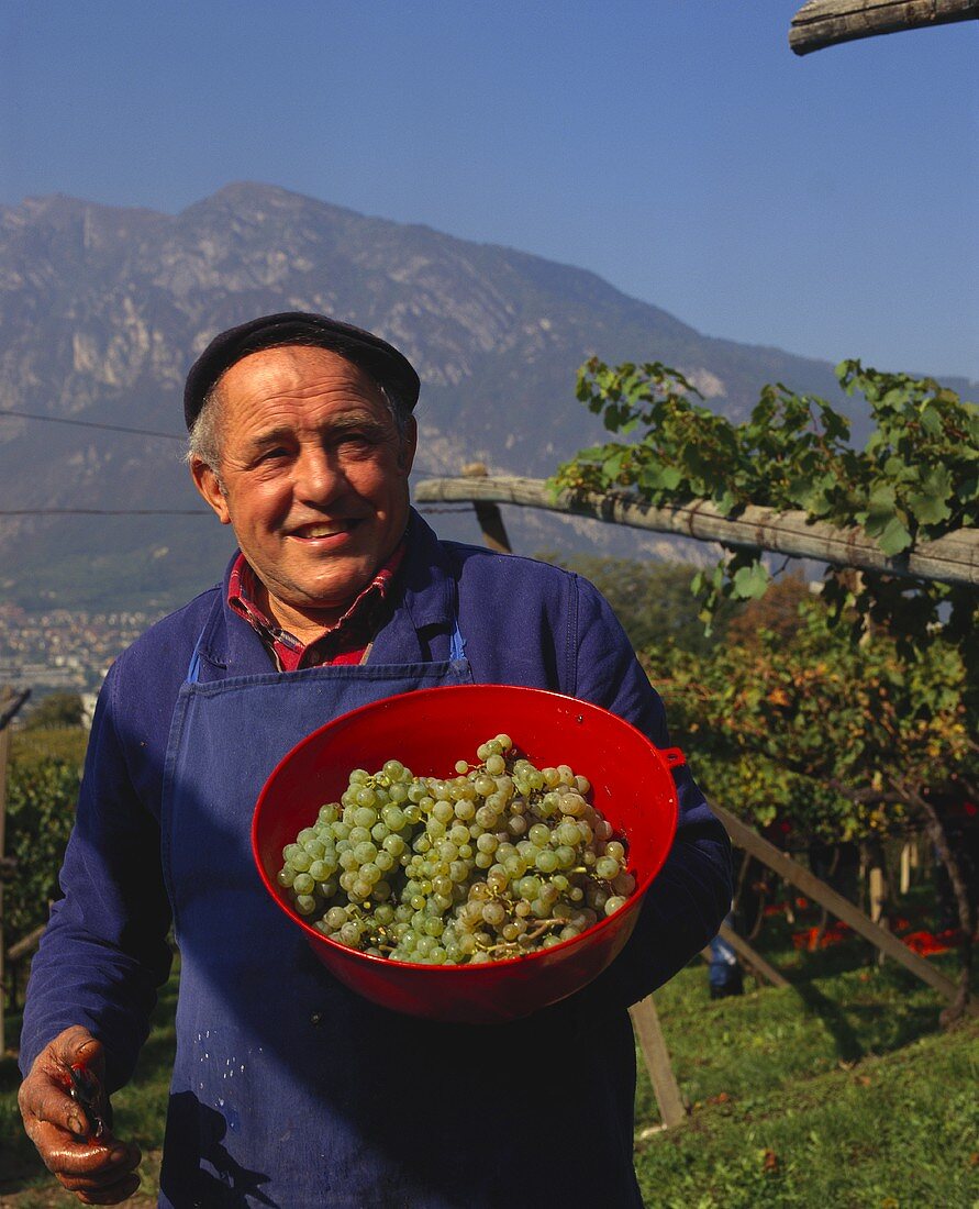 Lesehelfer zeigt Pinot Blanc-Trauben , Trentino, Italien