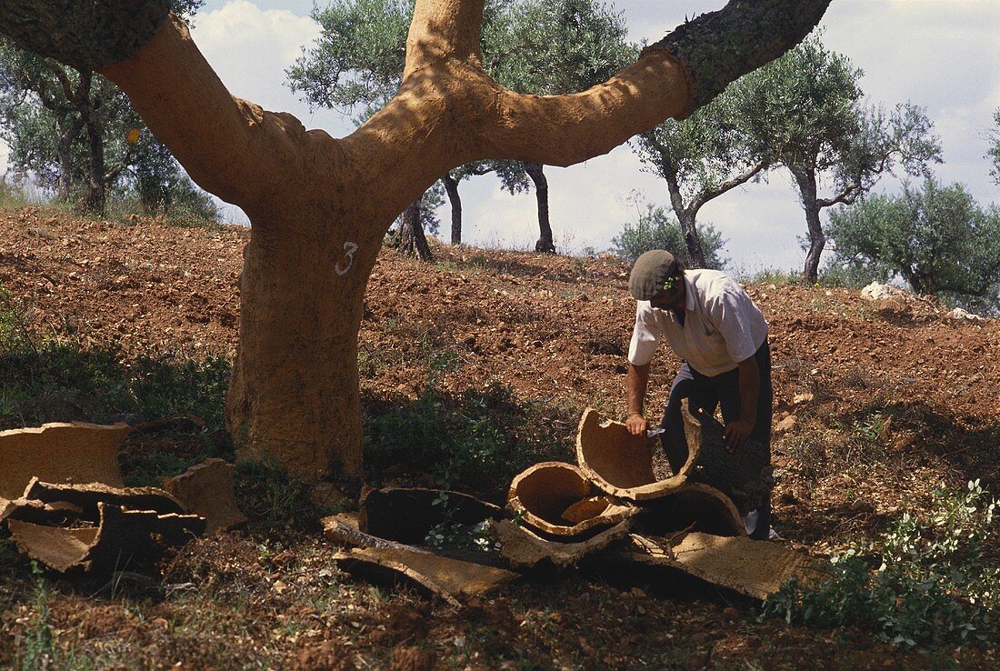 Man removing bark from cork oak in Portugal