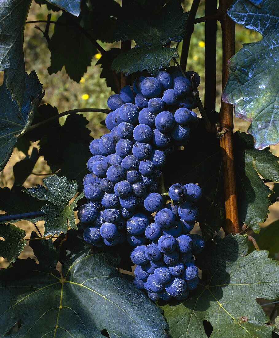 Barbera-Weintrauben an der Rebe, Piemonte, Italien