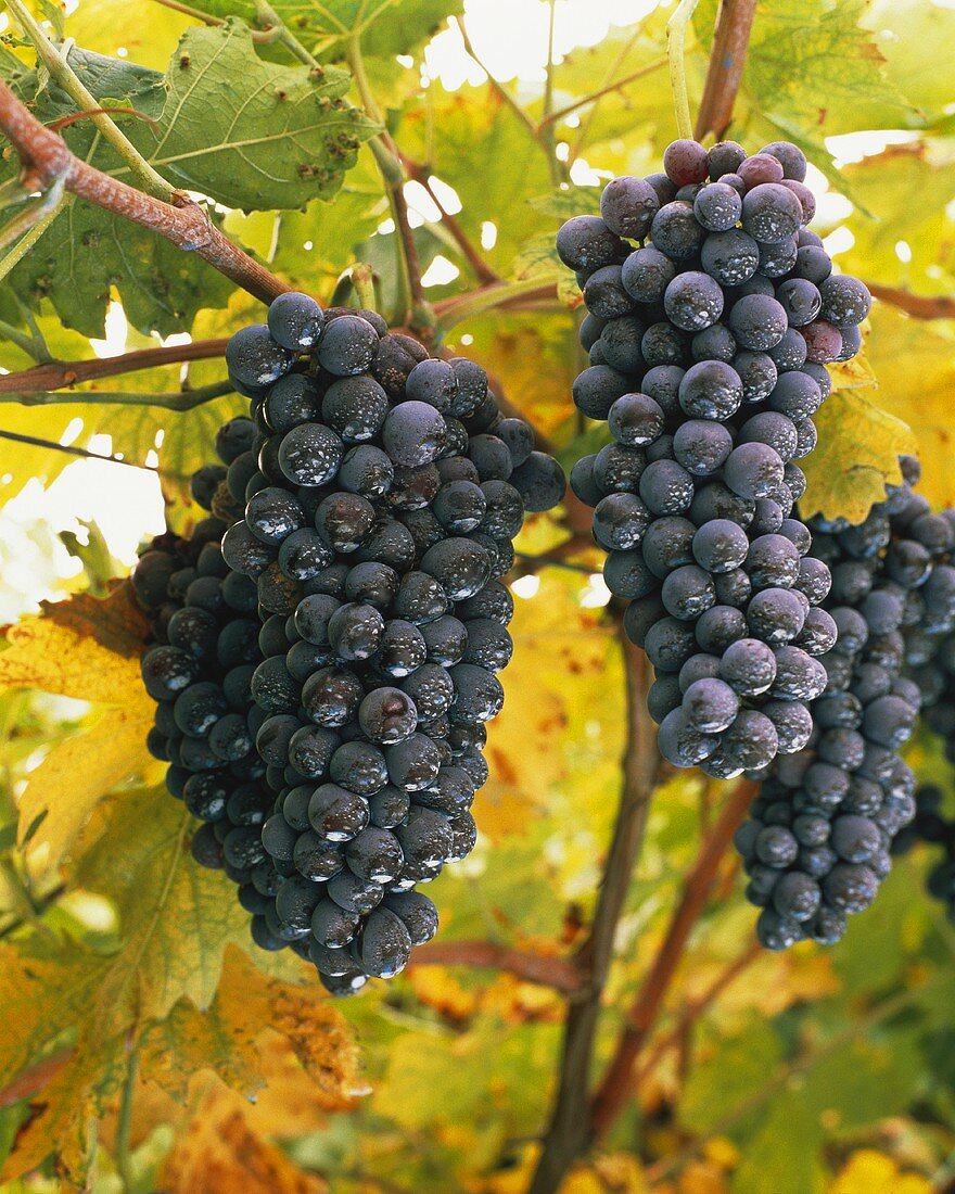 Corvina-Weintrauben an der Rebe, Valpolicella, Italien