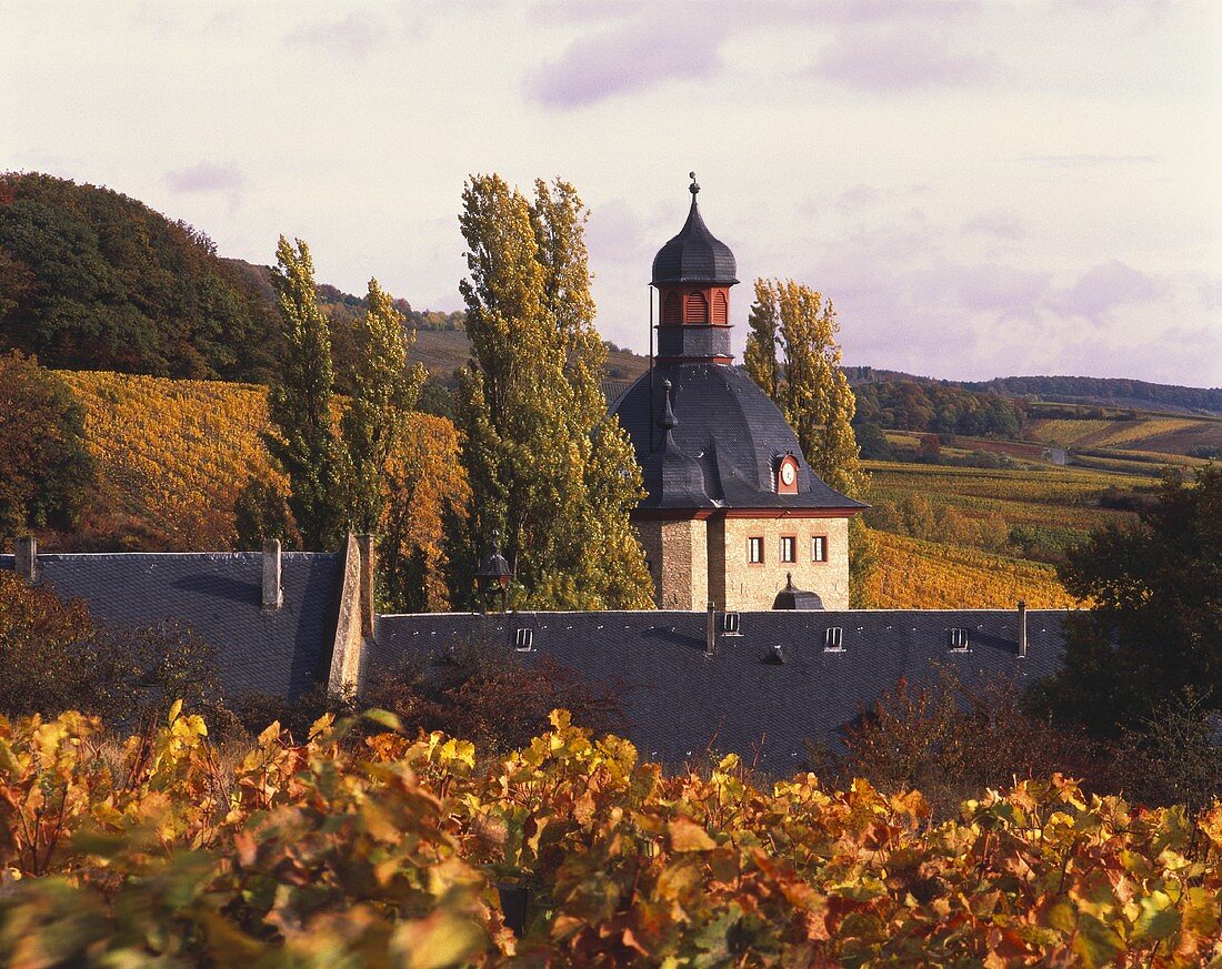 Schloss Vollrads umgeben von herbstlichen Weinbergen,Rheingau