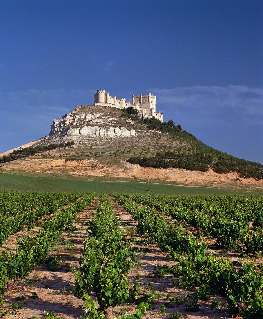 Burg Penafiel umgeben von ihren Weinbergen, Ribera del Duero