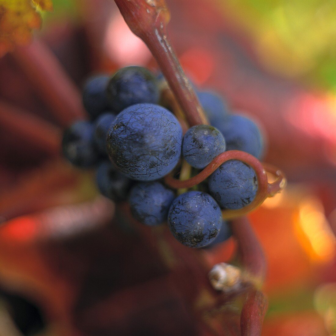 Weintrauben der Sorte Malbec, Marlborough, Neuseeland
