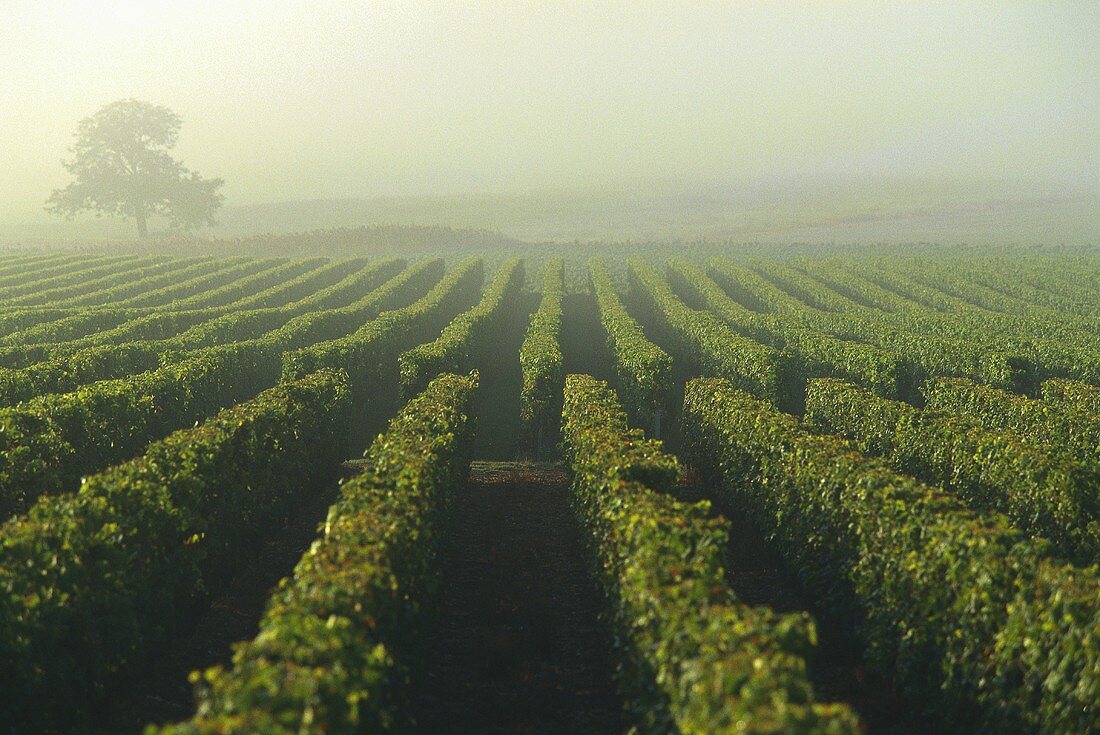Morning mist over vineyards, Saumur-Champigny