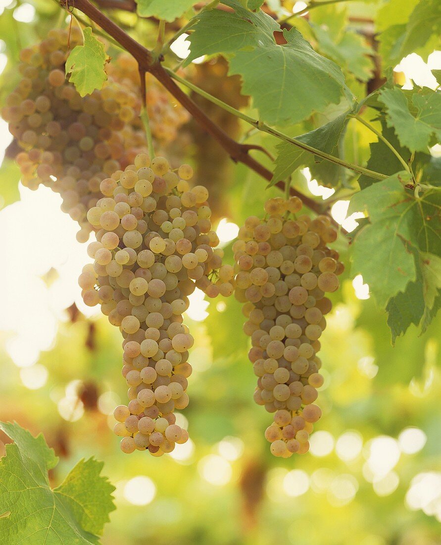 Pinot gris grapes on the vine, Trentino, Italy