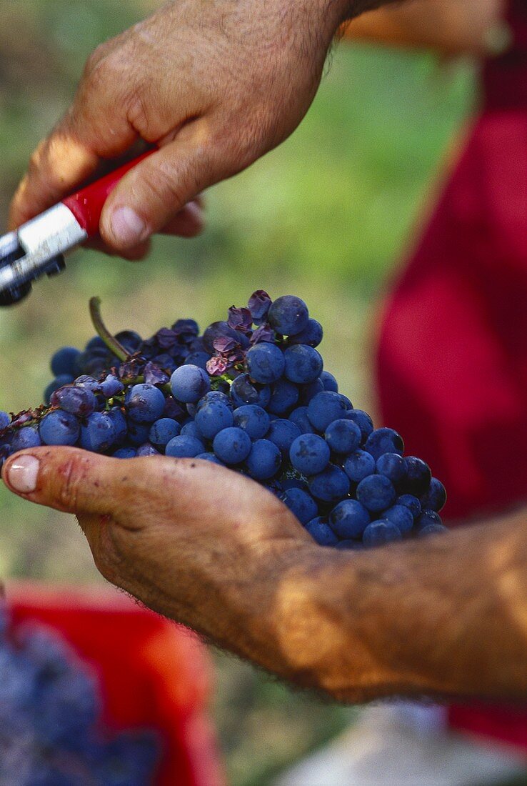 Nebbiolo grapes in winegrower's hand, Barolo, Piemonte