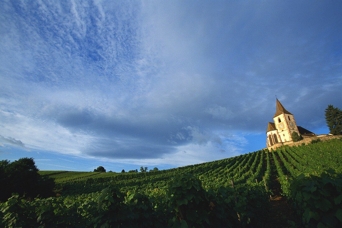 Weinberg bei Hunawihr, bekannter Weinort im Elsass,Frankreich